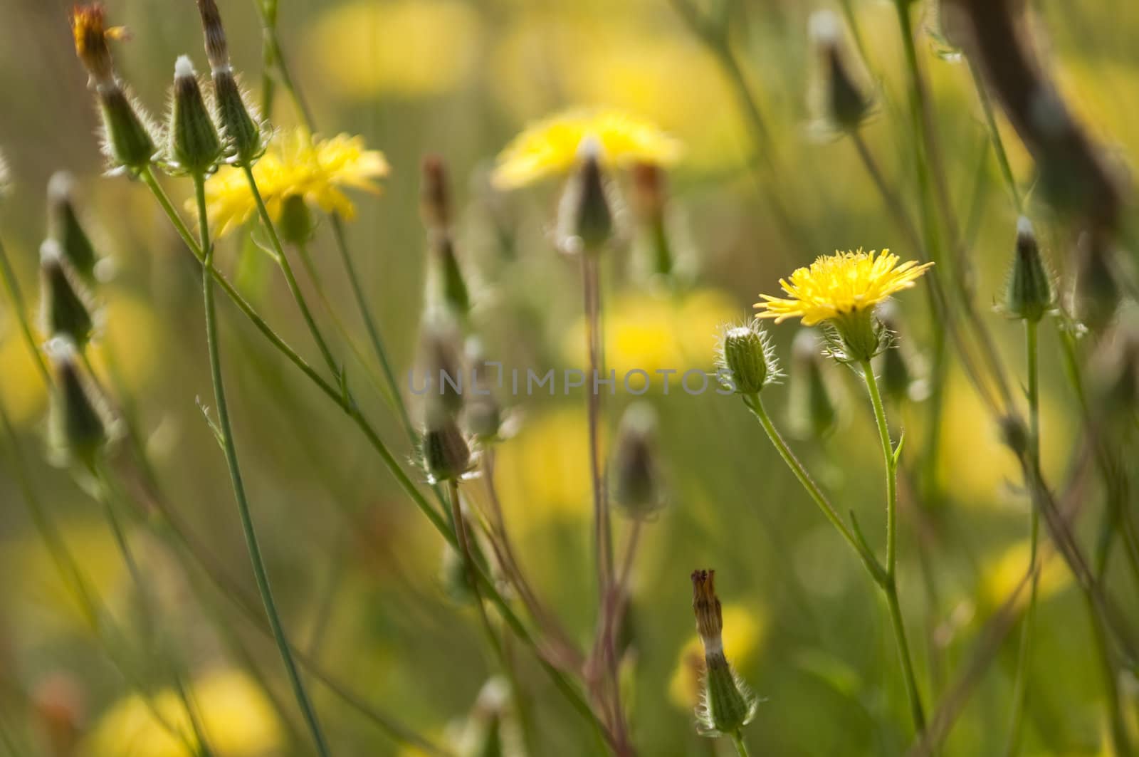 Flowers of Dadelion under a summer midday sun