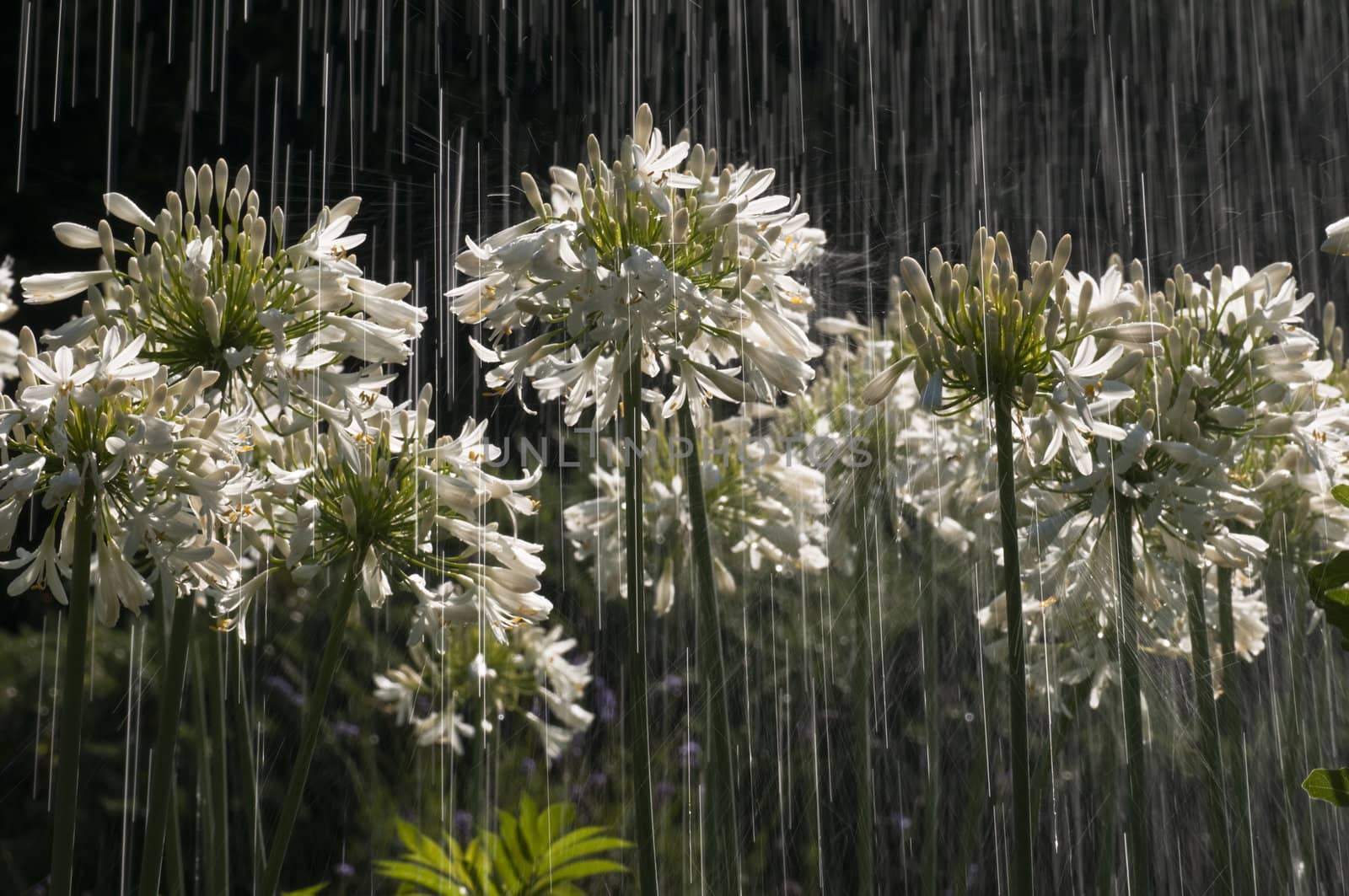 Ornamental white Allium flowers under a summer rain