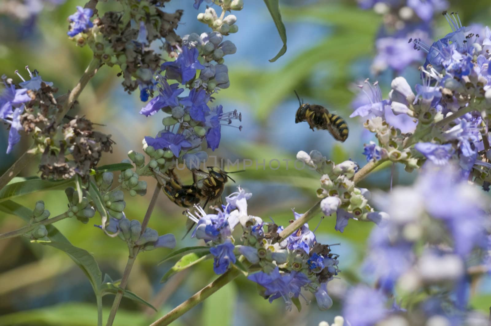 Mating of a bee-like fly, dipteron