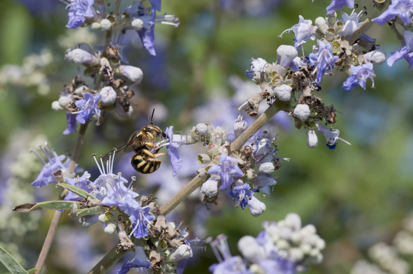 Mating of a bee-like fly, dipteron