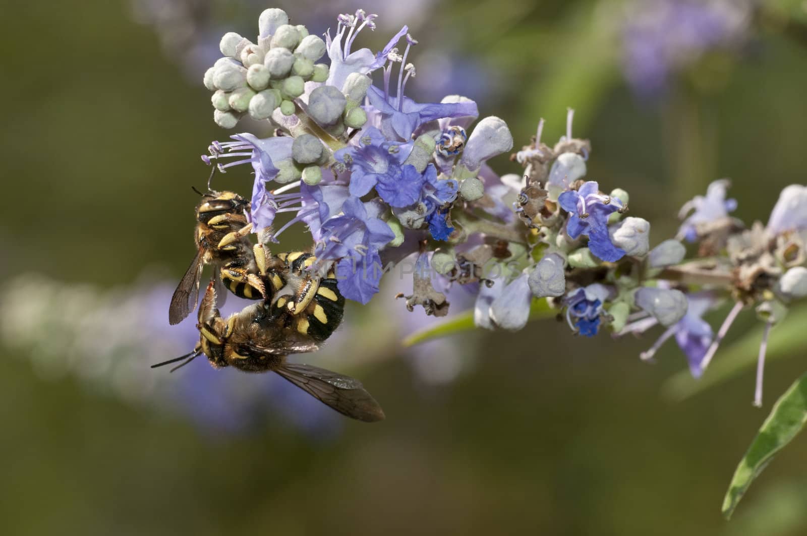 Mating of a bee-like fly, dipteron
