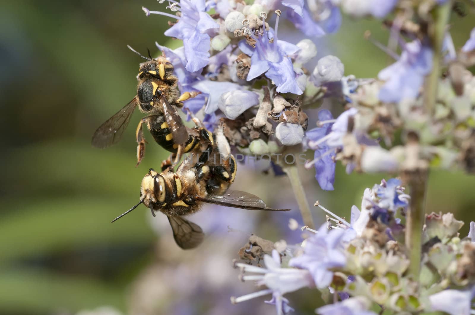 Mating of a bee-like fly, dipteron