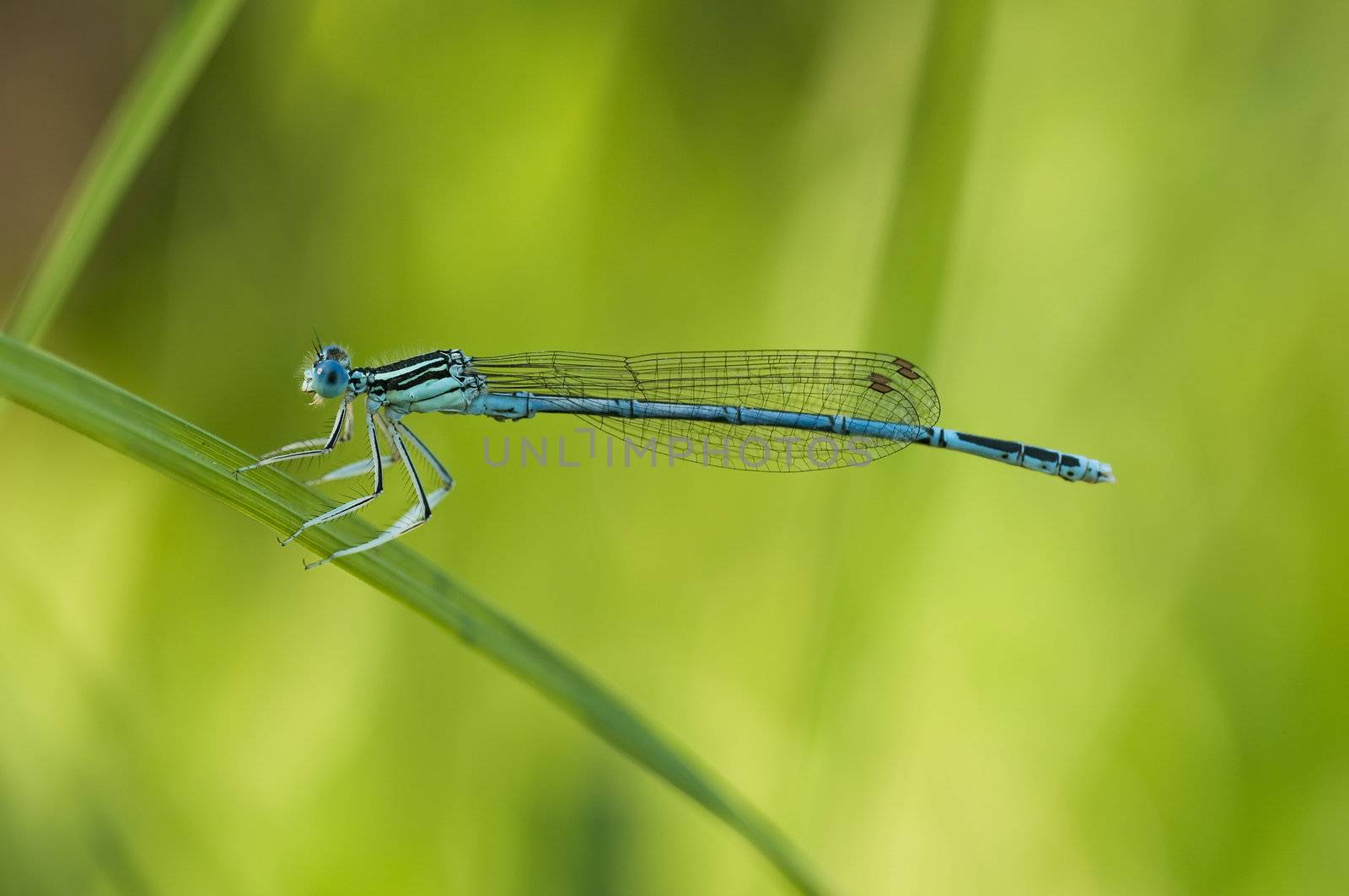 Blue damselfly perched on a blade of grass by AlessandroZocc