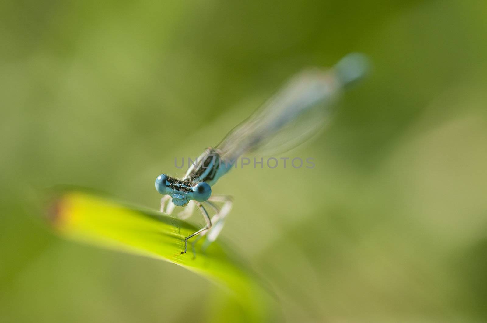Blue damselfly perched on a blade of grass