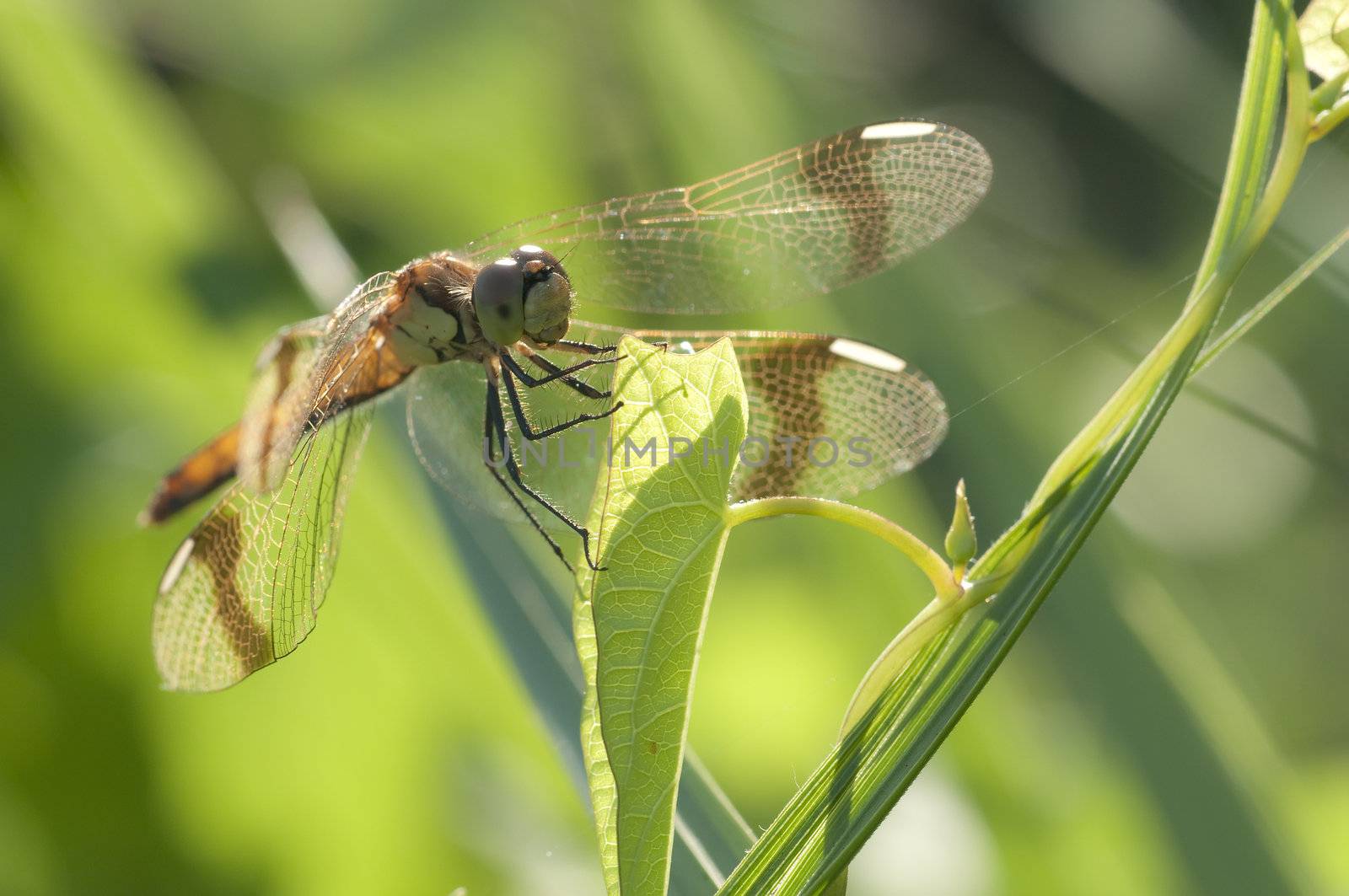Brown dragonfly perched on a blade of grass