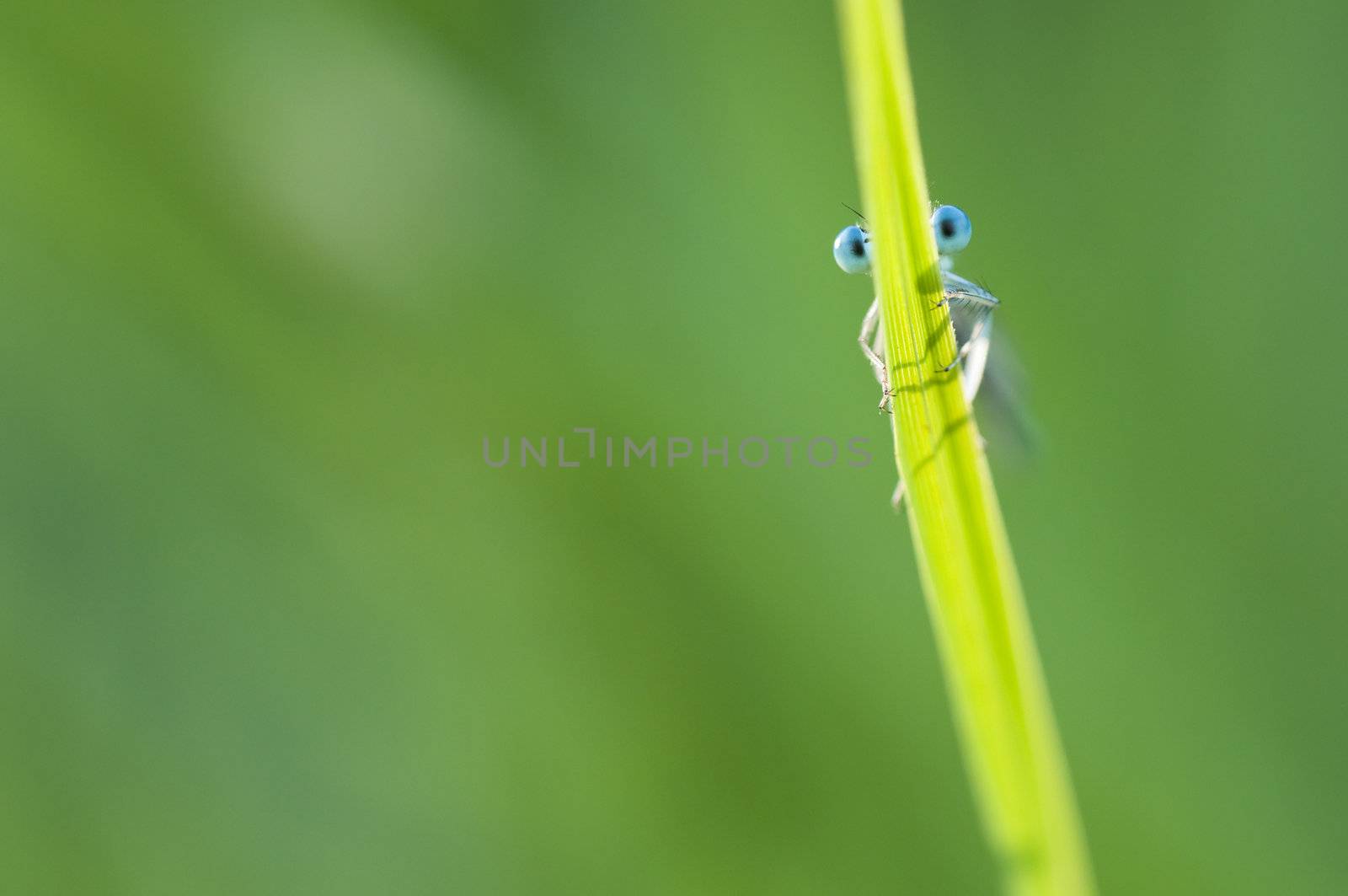 Blue damselfly hiding behind a blade of grass