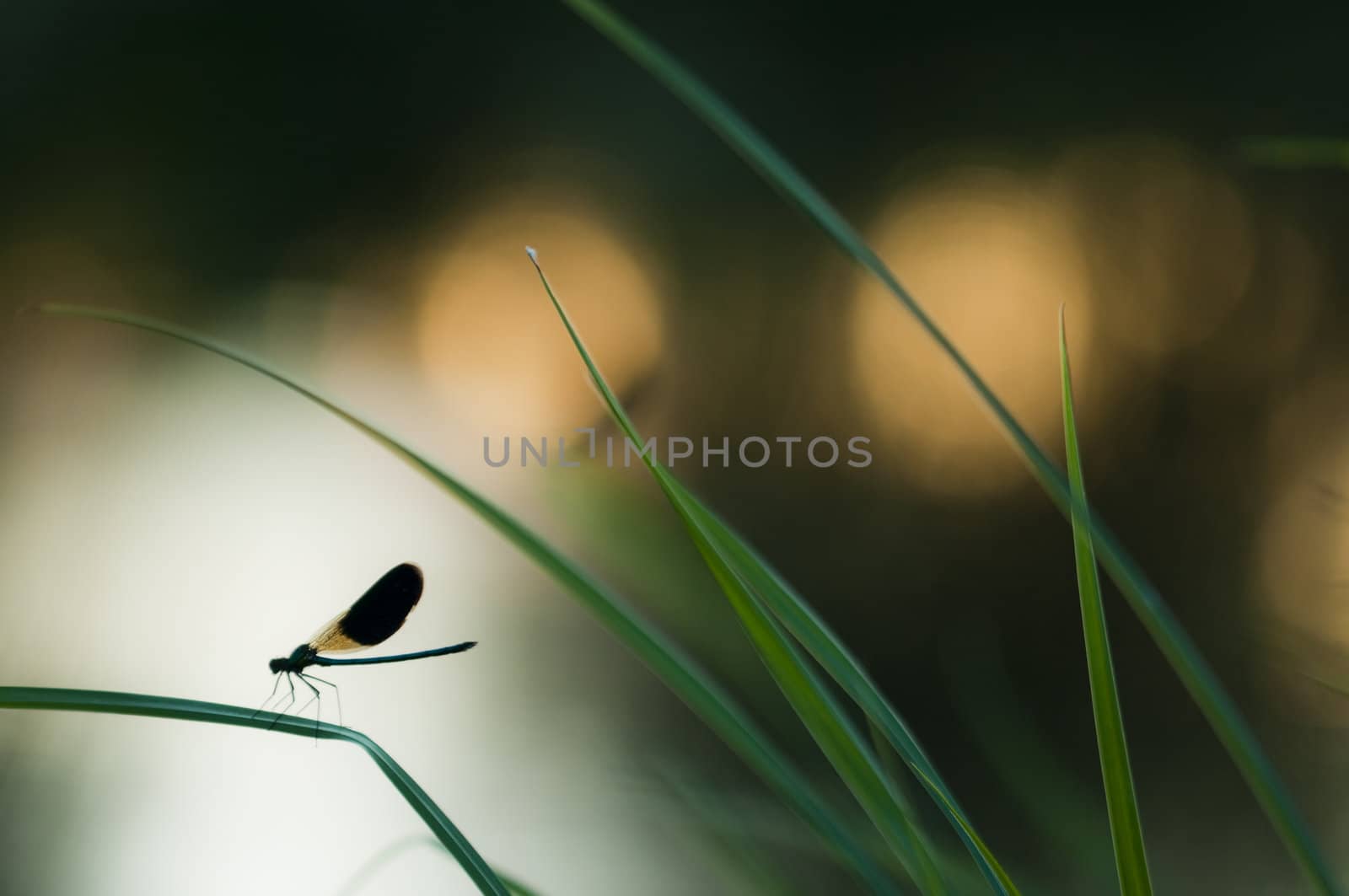 Damselfly resting on a blade of grass at sunset