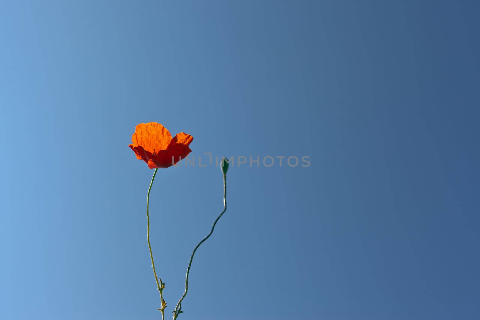 wild poppies against blue sky with seeds