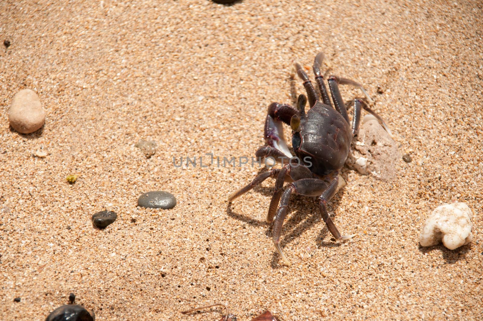 Lonely crab on the beach in Hawaii