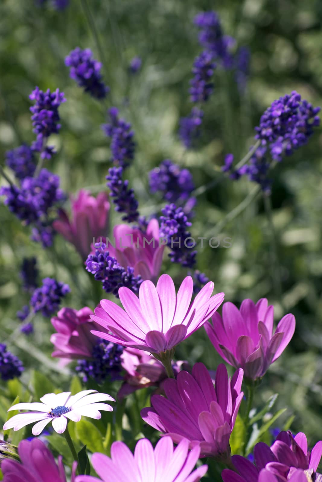 A portrait format image of blooming pink daisies set in front of bright purple lavendar flowers, all set against a green foliage background.