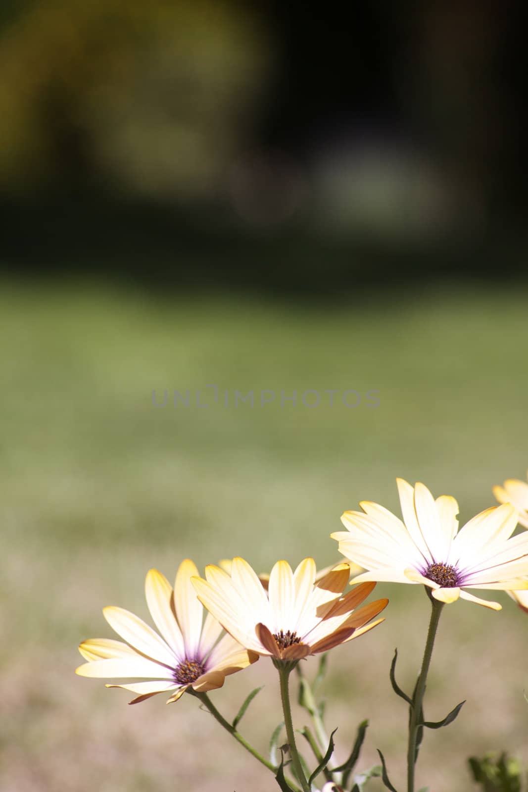 Three yellow daisies set on a portrait format image with plenty of room above for copy etc. Set against a green garden background in soft focus.