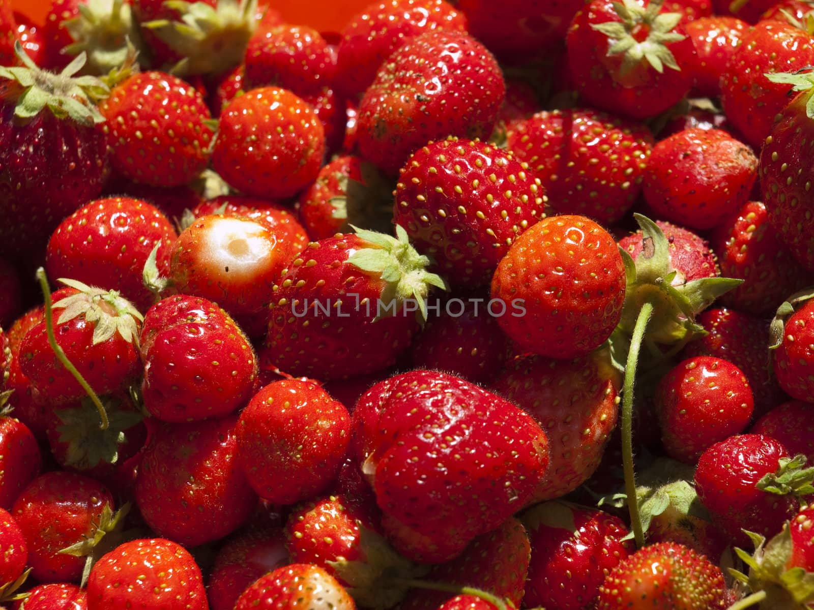Just the collected strawberry.