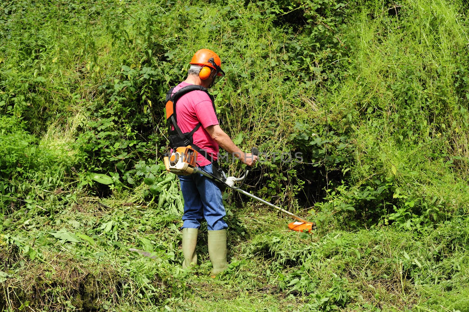 A worker using a brush cutter to cut down a jungle of undergrowth. Space for text against the greenery.