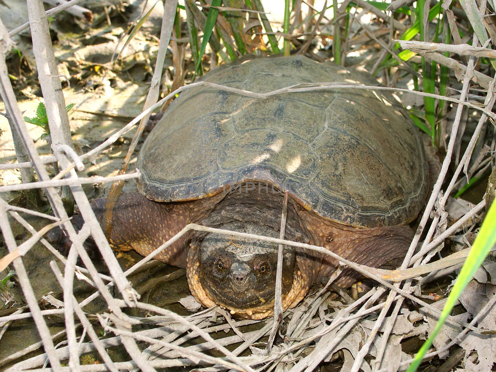 A Snapping Turtle (Chelydra serpentina) at Deer Run Forest Preserve in northern Illinois.