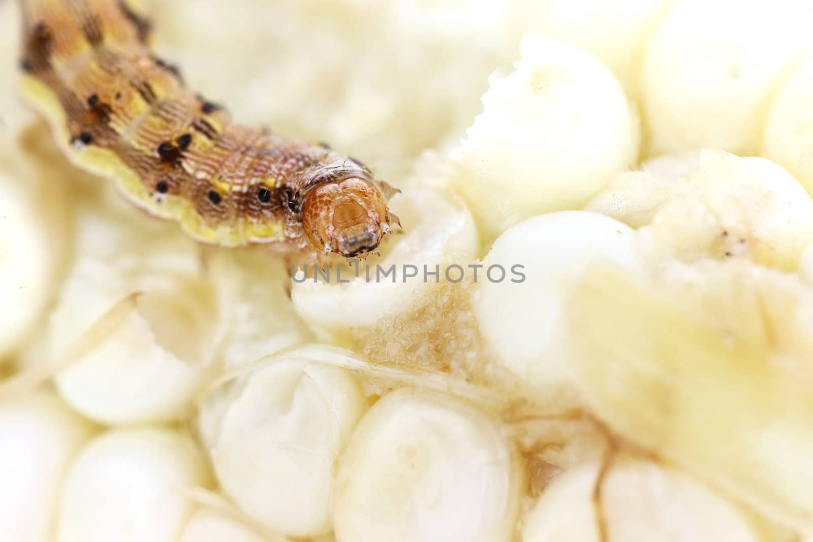 Abstract macro with extreme shallow dof of a corn earworm eat fresh white corn on the cob.