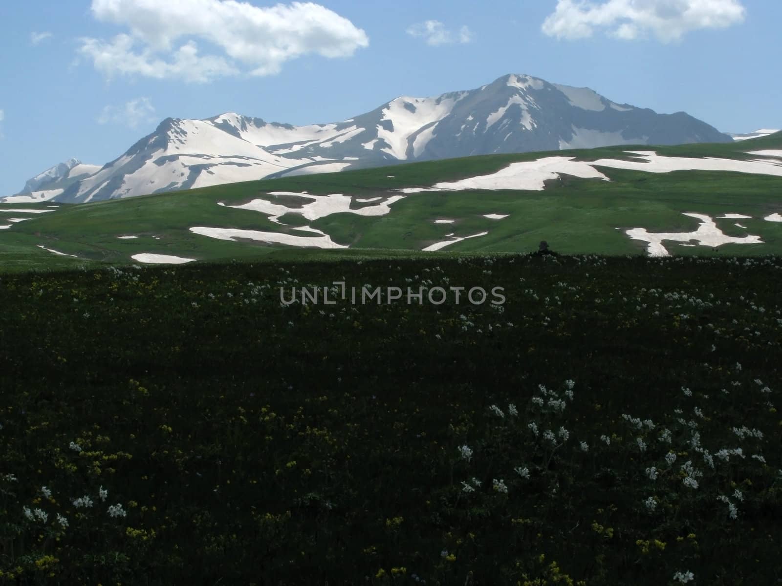 the Alpine meadows, vegetation, a distance, summer, greens, flowering, plants, flowers