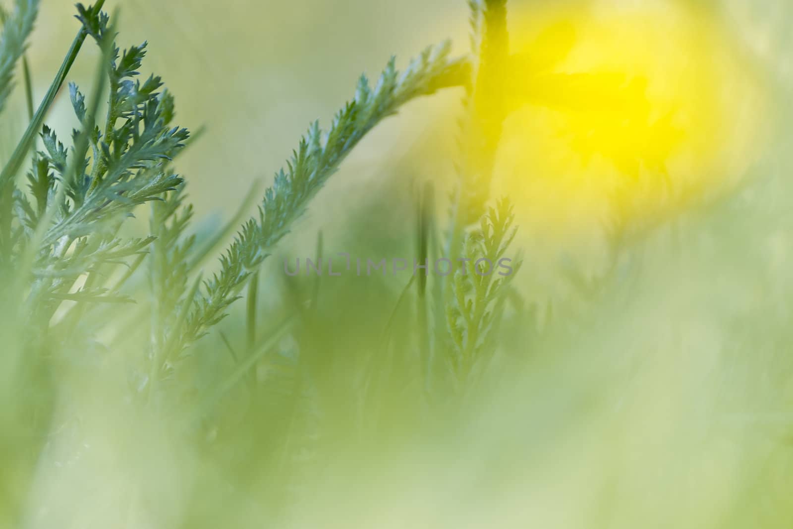 Spring nature background with grass and blue sky in the back