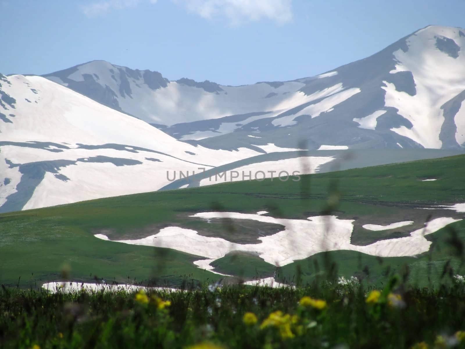 Europe; Russia; flora; the Alpine meadows, vegetation, a distance, summer, greens, flowering, plants, flowers