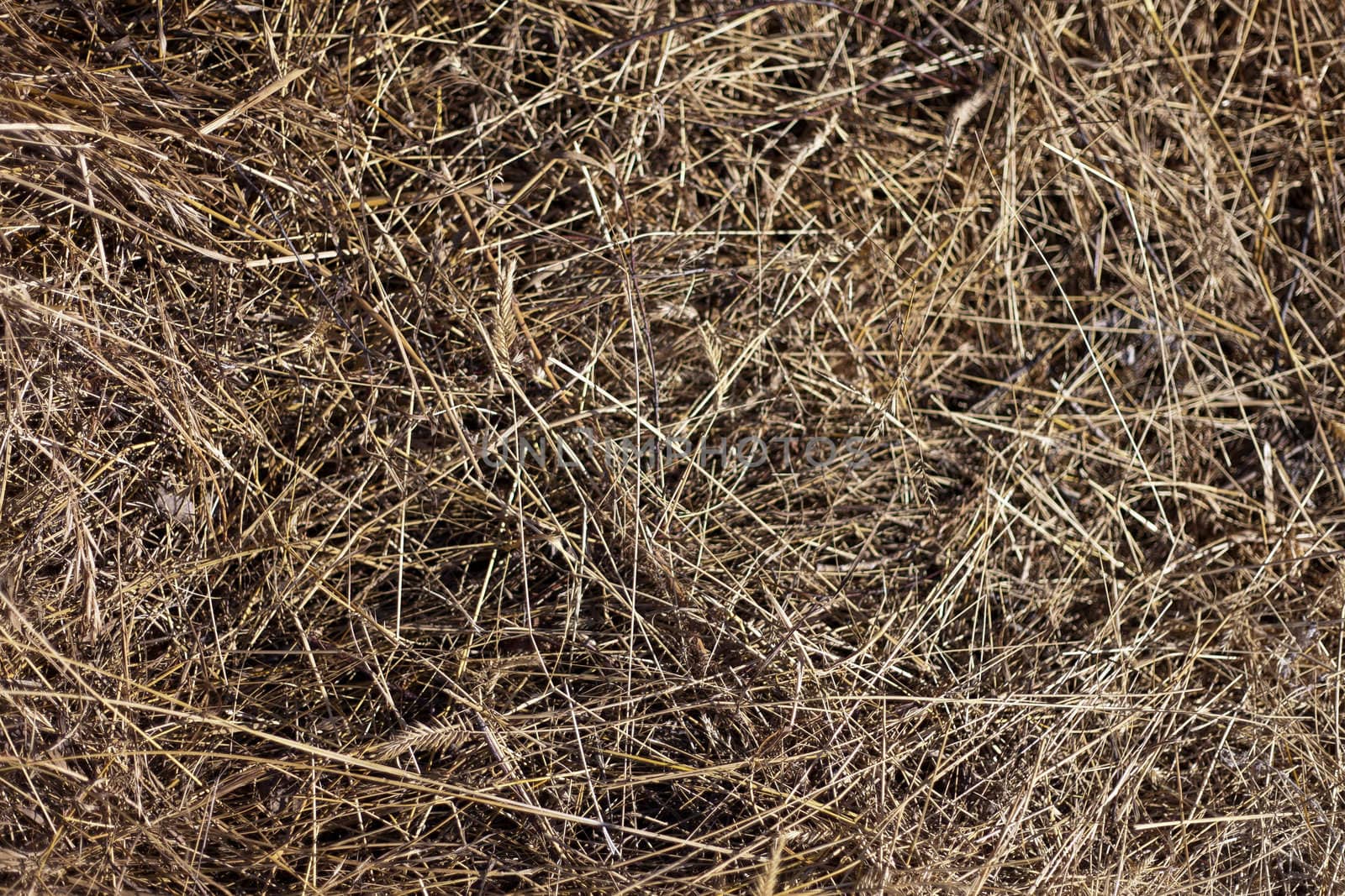 the dry yellow hay background for design