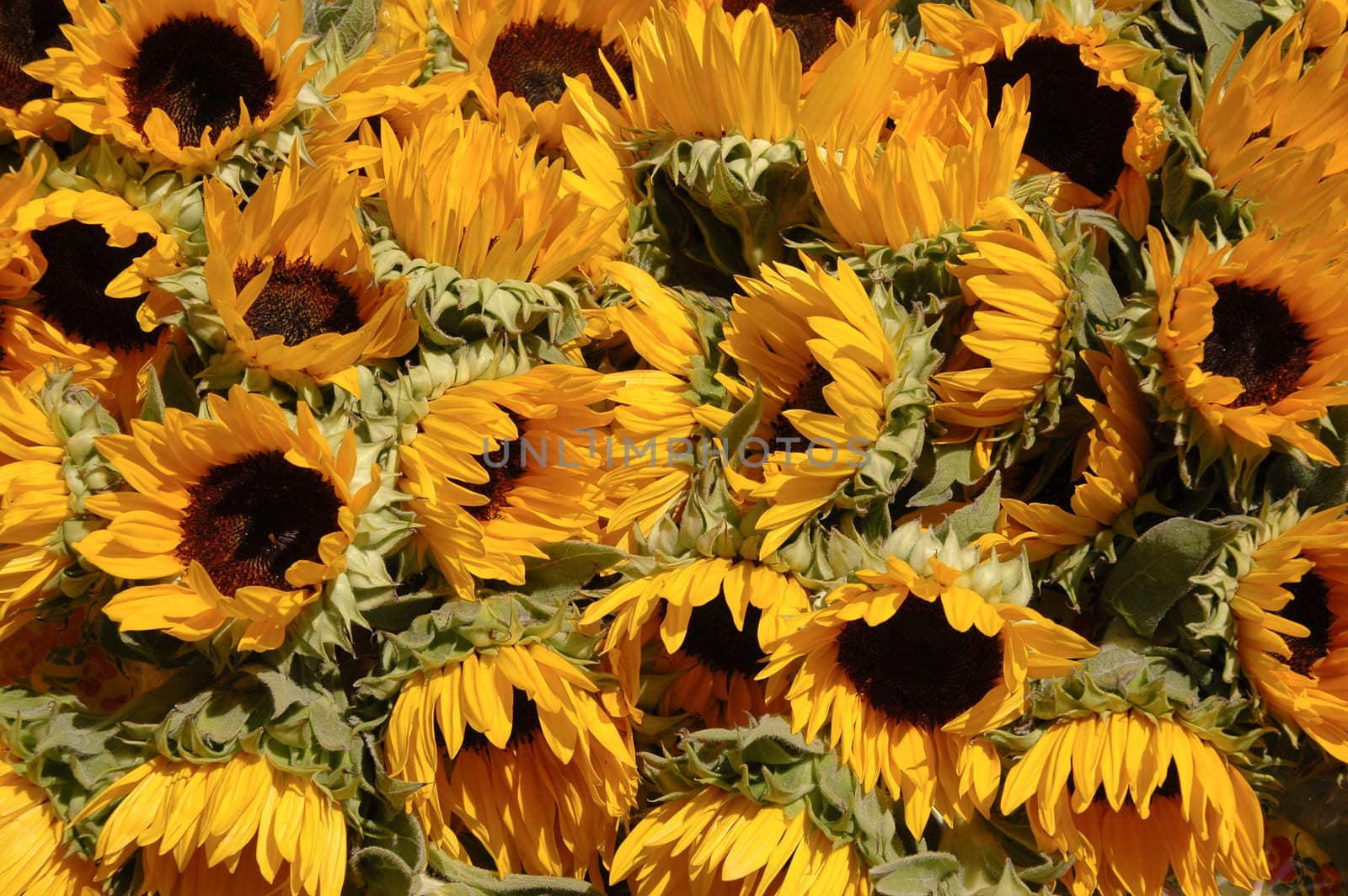 A large groupe of sunflowers.