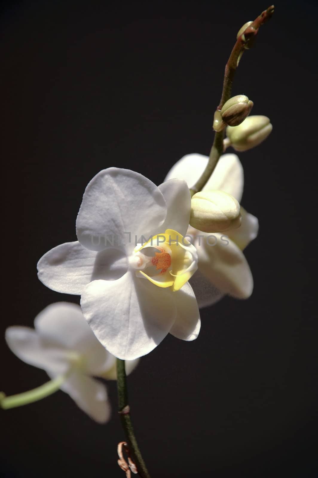 Orkide by cfoto