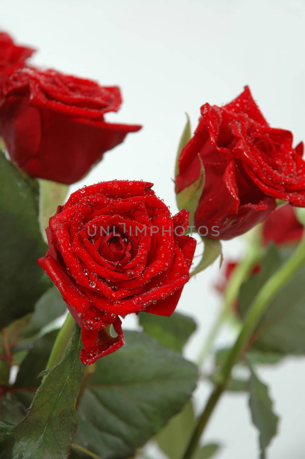 Bouquet of red rose. You can see water drops on the leafs