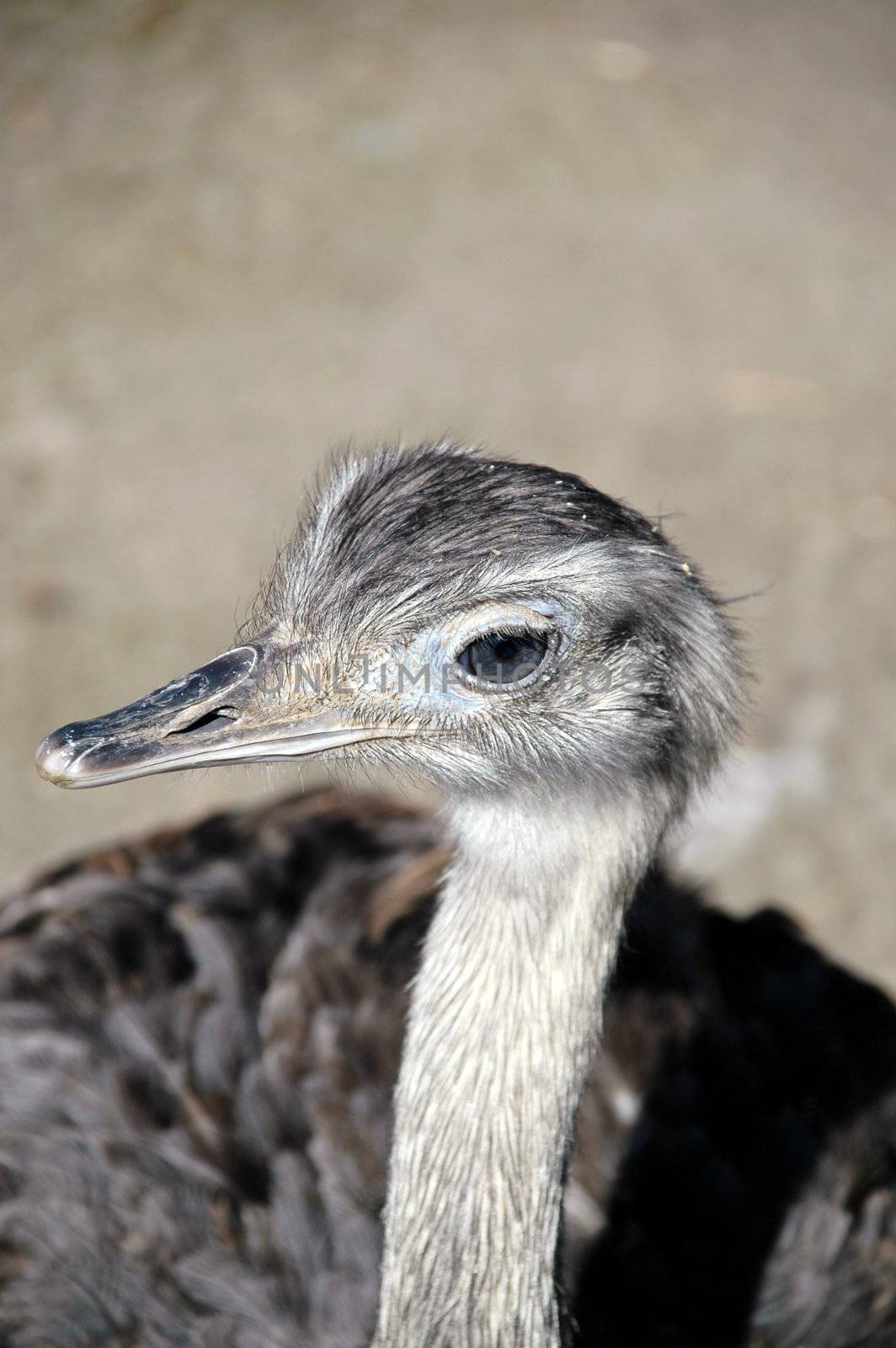 Emu by cfoto