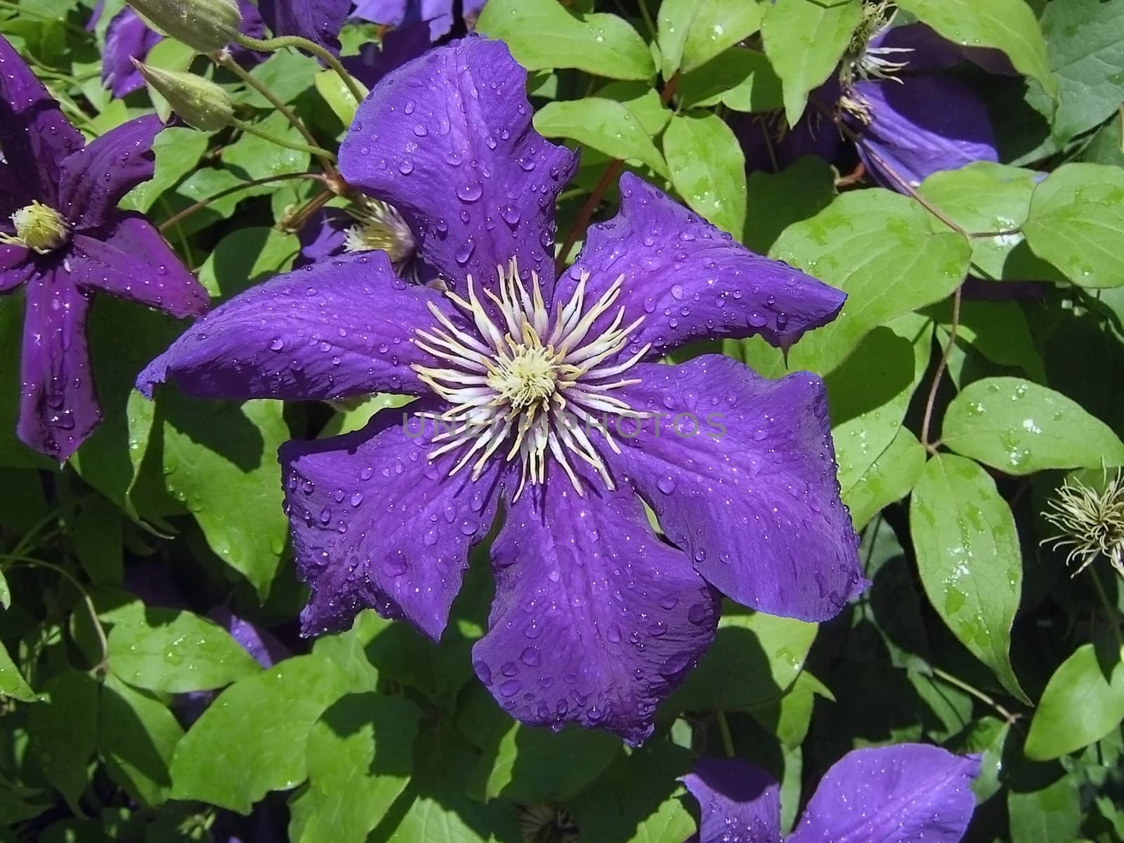 Violet flower, dew, green sheet, water, drop, plants, vegetation, summer, background, texture, type, aroma, bush, flowerses