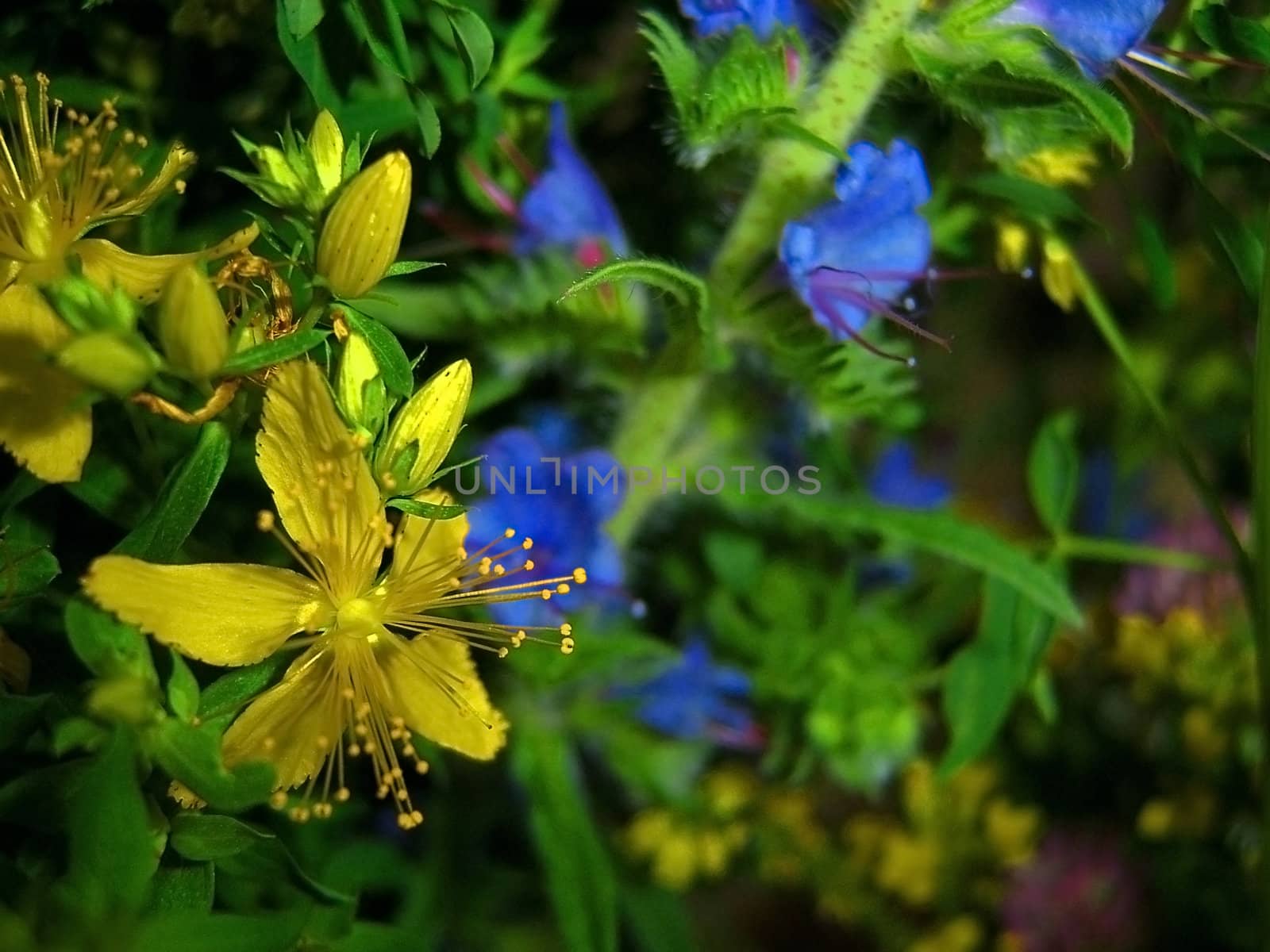 Yellow and blue flower, green sheet by Viktoha