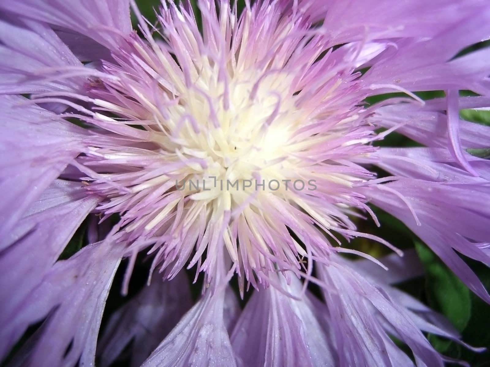 Violet flower, medicinal plant, vegetation, petal, background, texture, type, gentile aroma, bright pattern