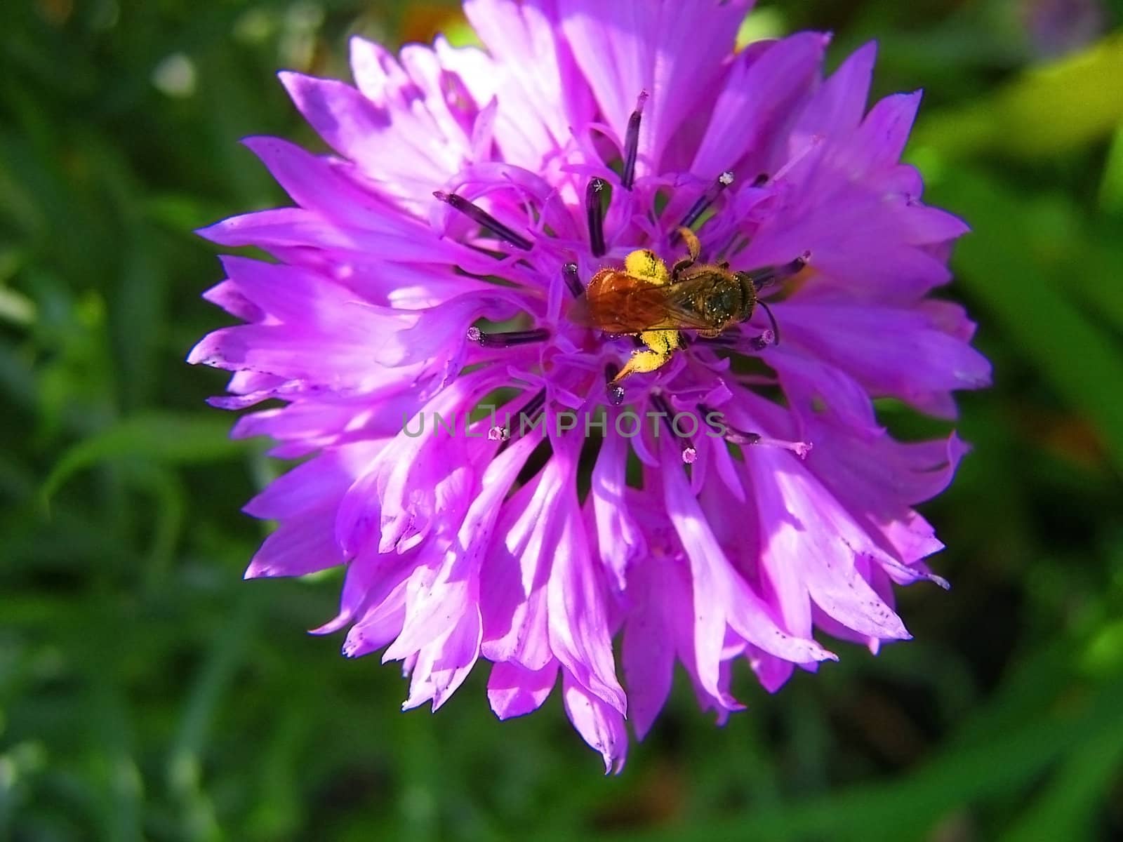 Violet flower, wasp, bee, springtime, vegetation, pollination, green background, texture, type, gentile aroma, flora
