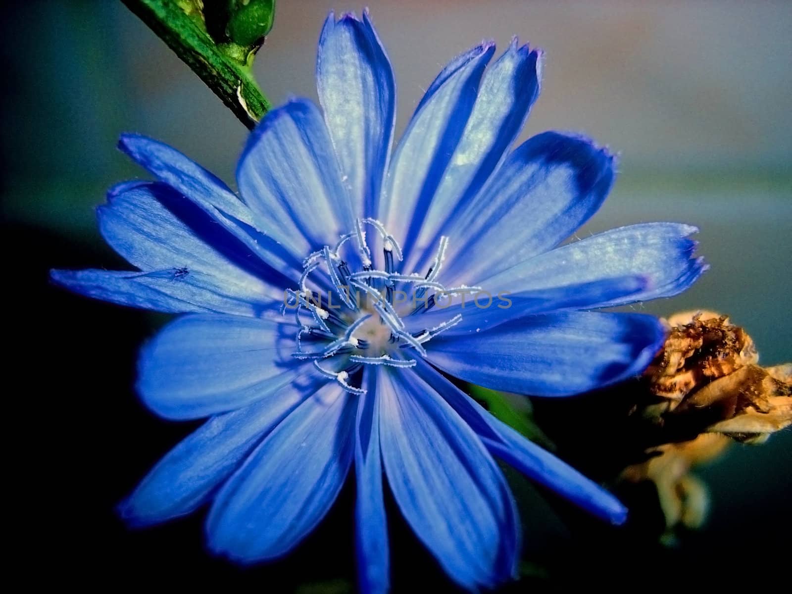 Blue flower, petal, vegetation, background, texture by Viktoha