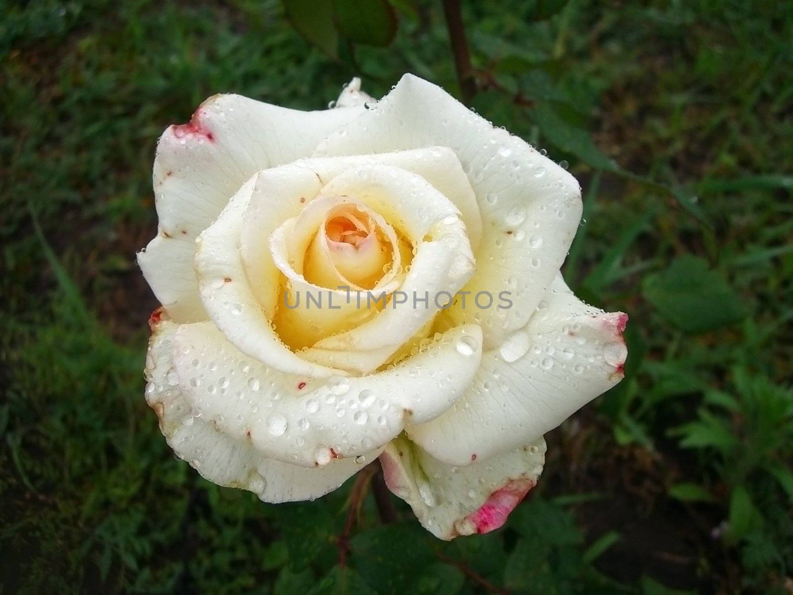 White flower, rose, fate, water, petal, vegetation, green background, texture, type, gentile aroma, flora