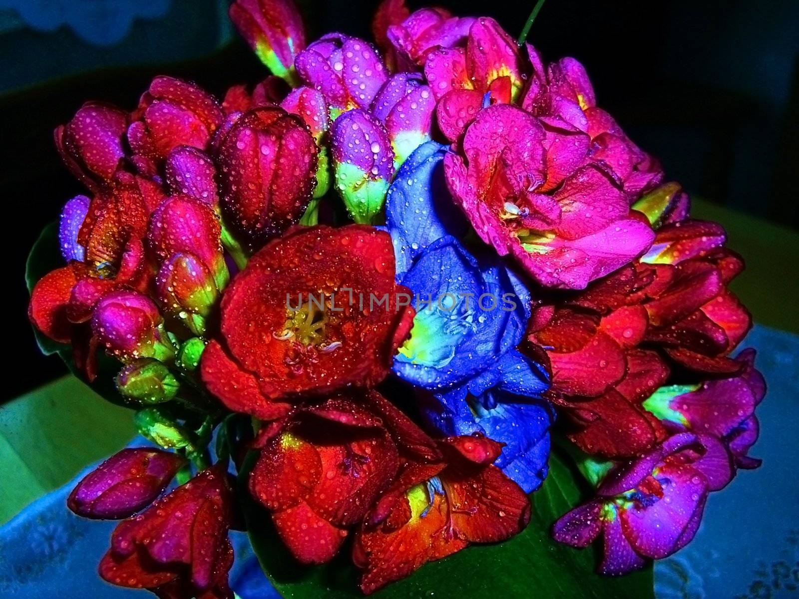 Violet, red, blue flower, rose, dew, water, petal, vegetation, bouquet, gift, background, texture, type, gentile aroma, flora