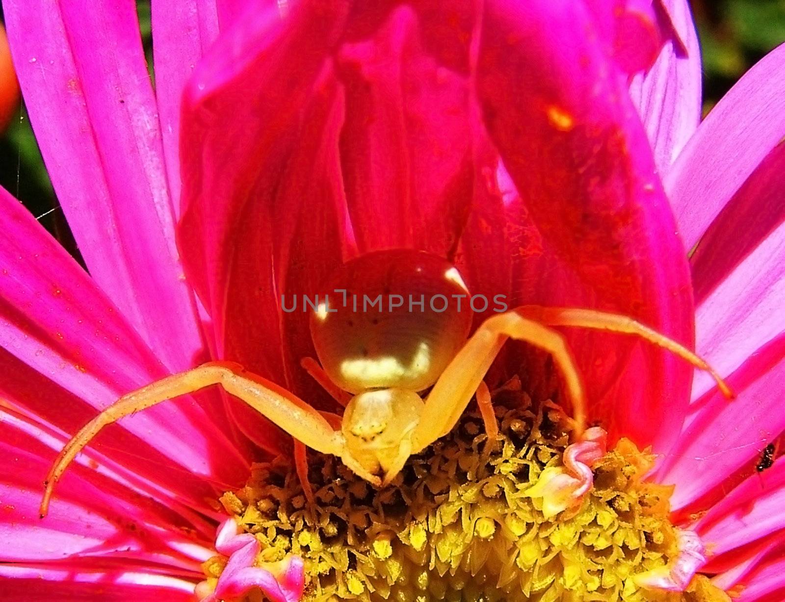 Rose flower, spider, insect, petal, flora by Viktoha