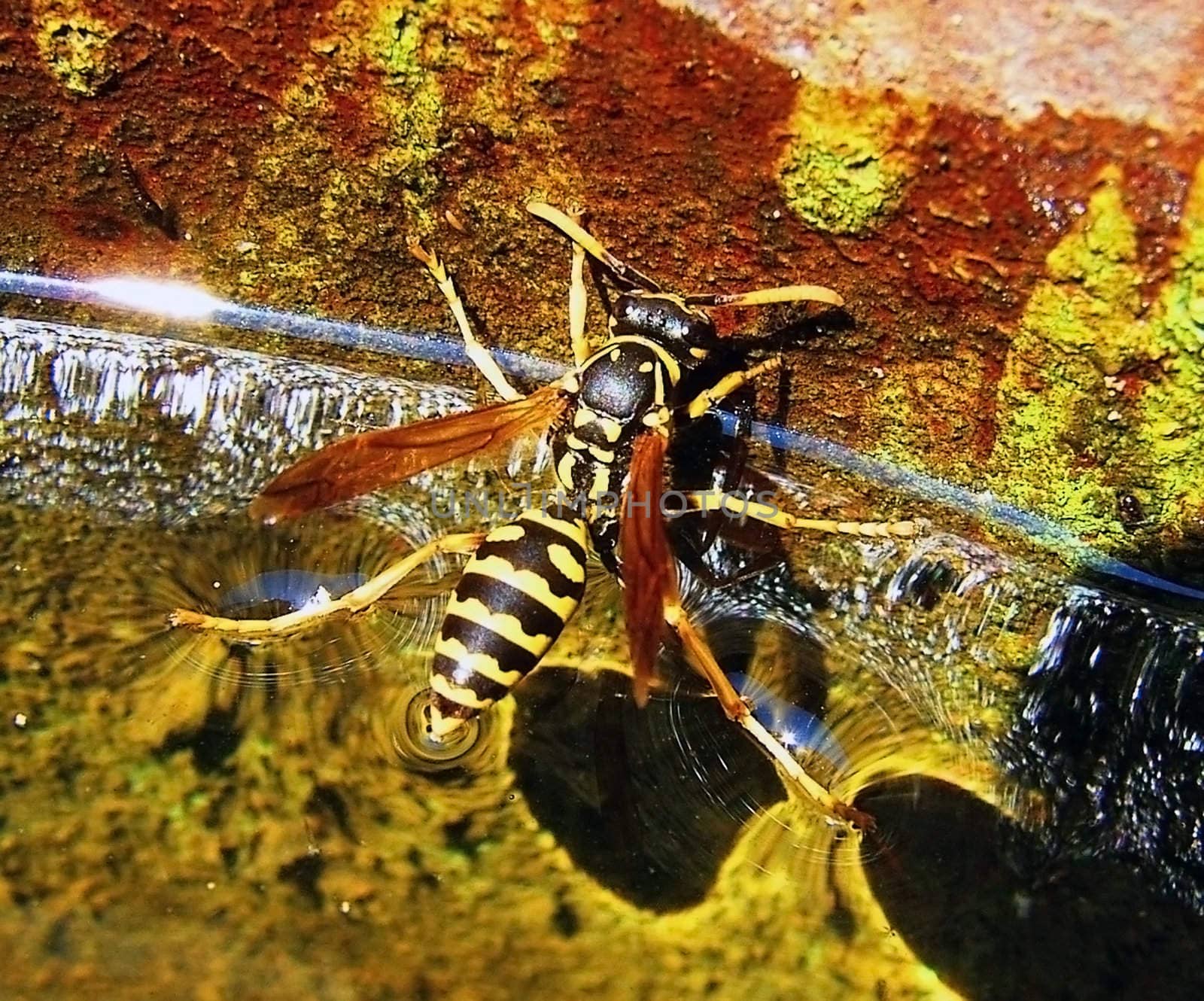 Water, wasp, insect, orange and yellow background, texture, type, colour, abstraction