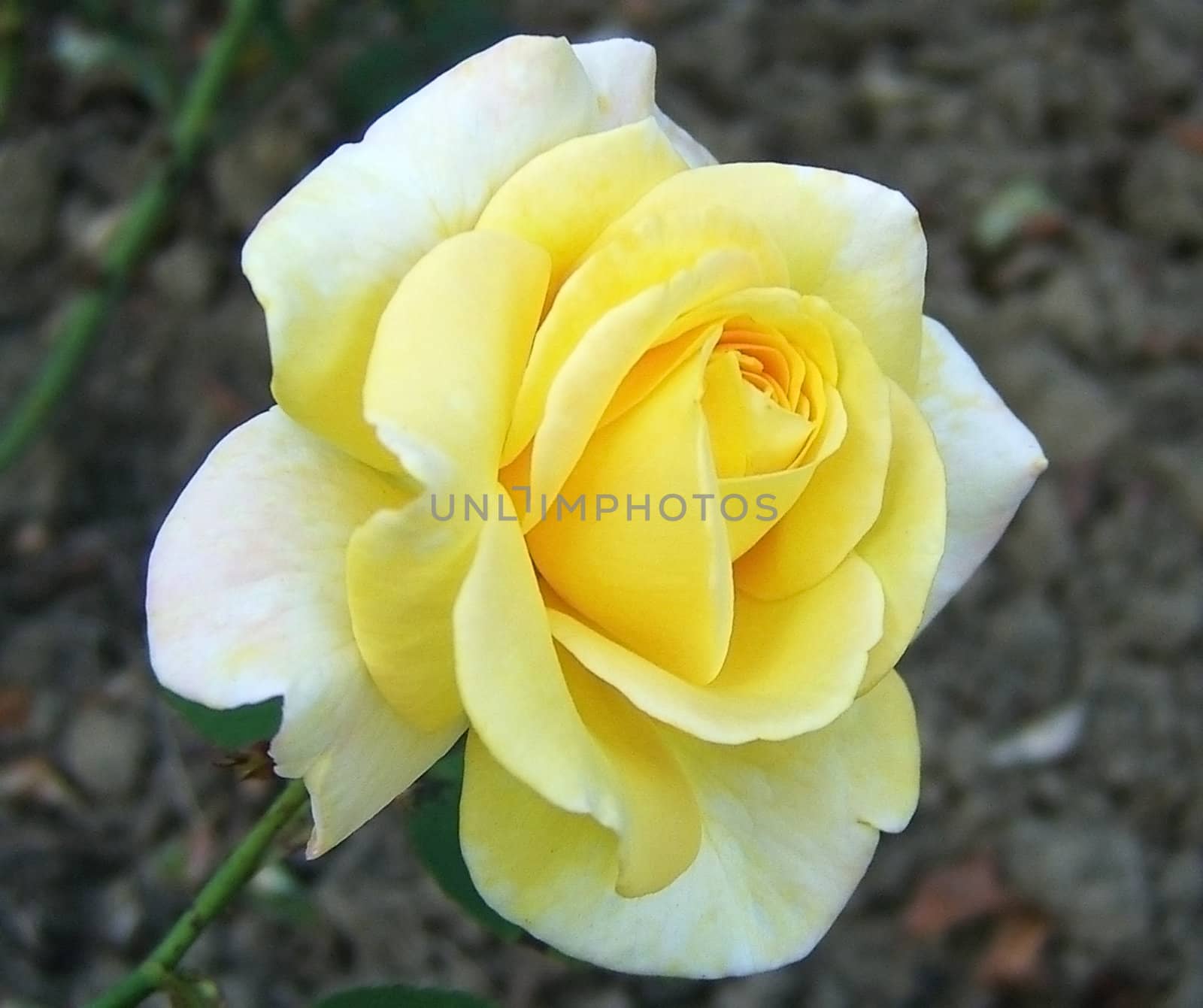 ZHeltaya rose, flower, background, texture, type, gentile colour, flora, plant, petal, beauty