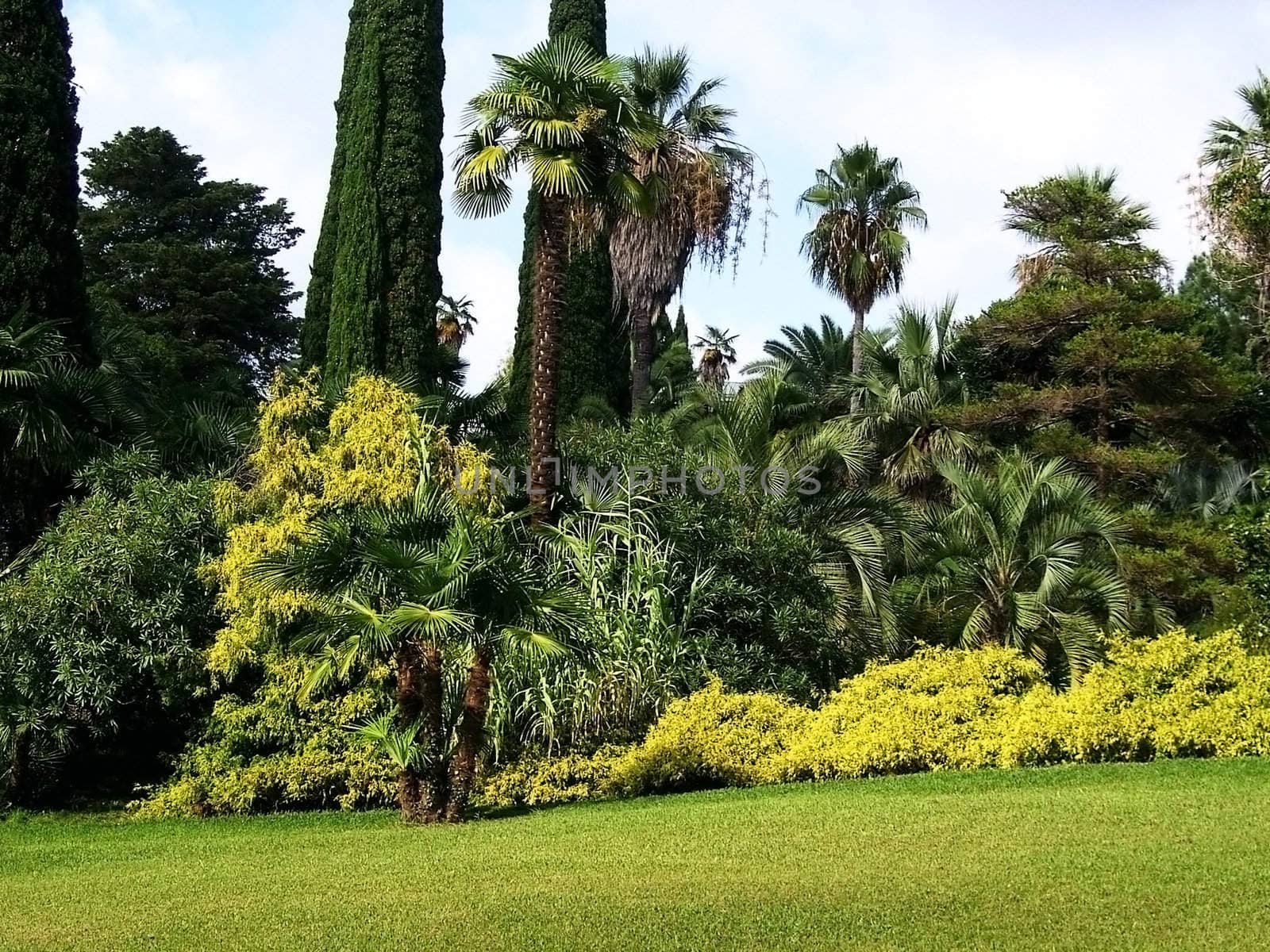 Palm, botanical garden, arboretum, background, texture, type, green colour, verdure, flora, plants, lawn, summer, tropics
