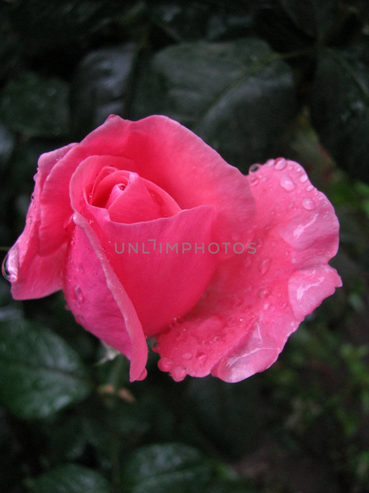 Pink rose by Viktoha