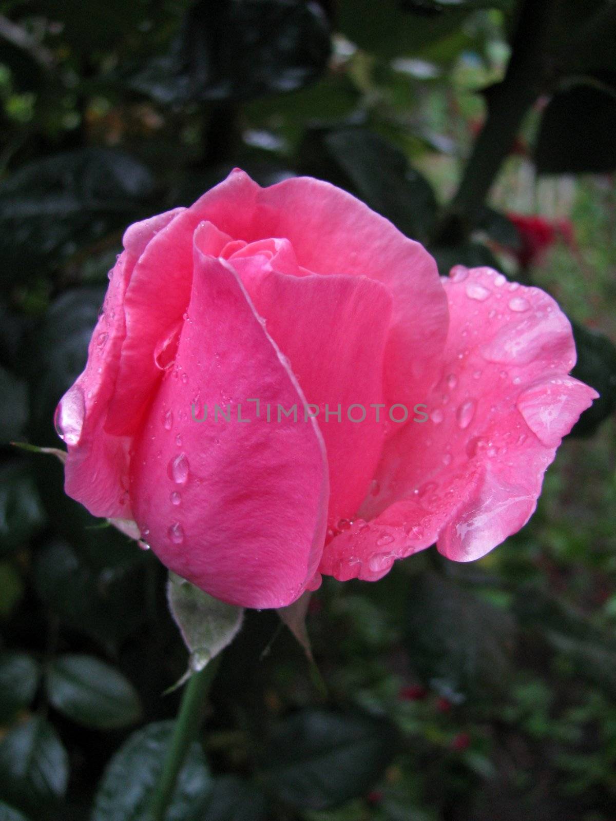Pink rose by Viktoha