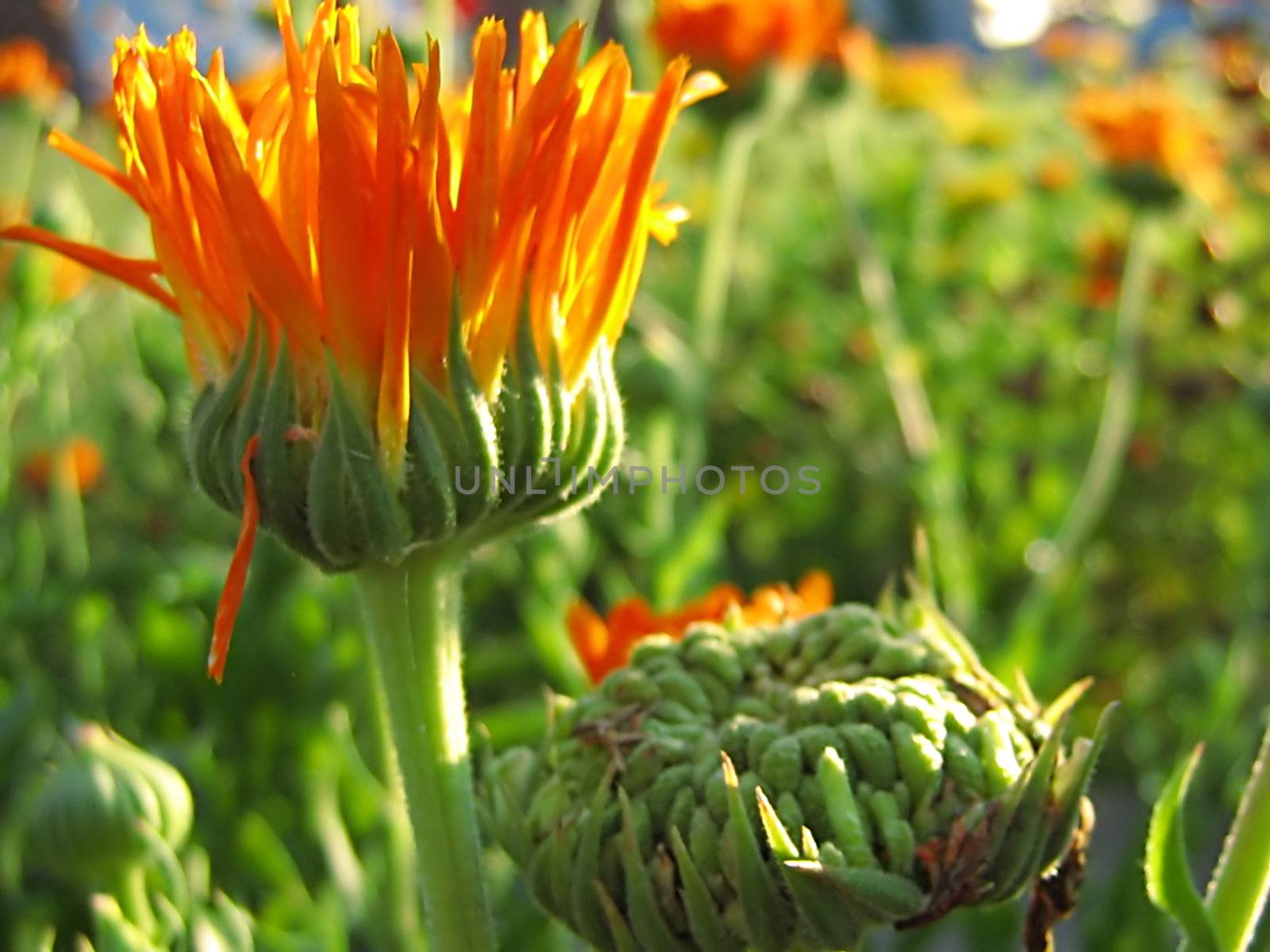 A photograph of an orange flower in a garden.