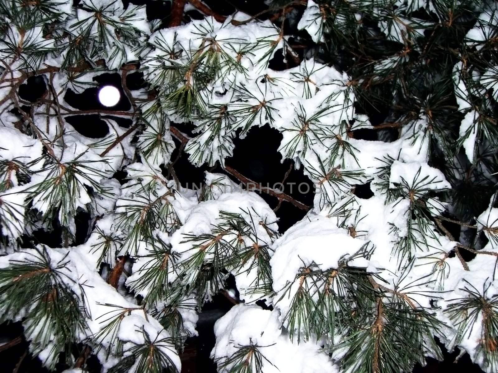 Pine in snow, night, background, texture, branch, needles, frost, moon, type, wood, nature, abstraction, winter, tree