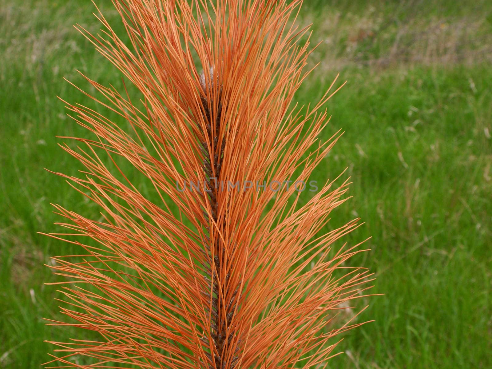 Pine Needles in southern Wisconsin.