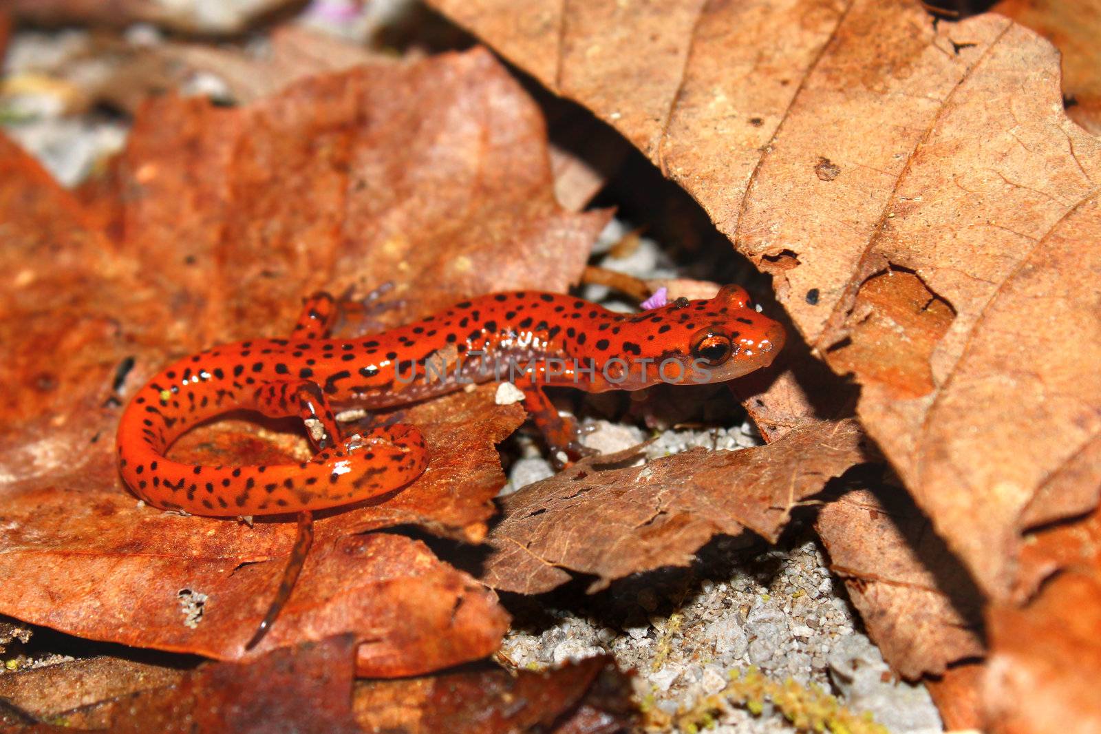 Cave Salamander (Eurycea lucifuga) at Monte Sano State Park in northern Alabama.