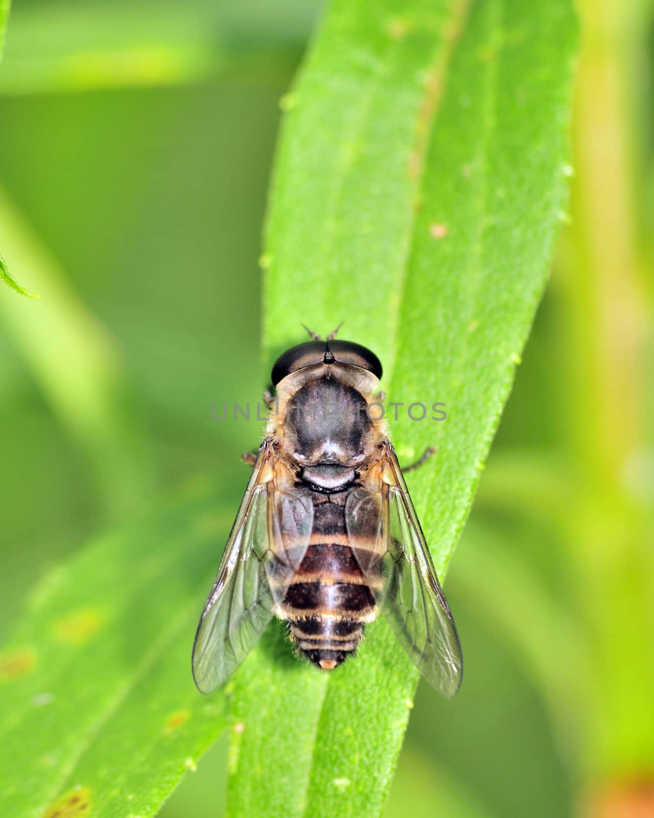 A horse fly perched on a plant leaf.