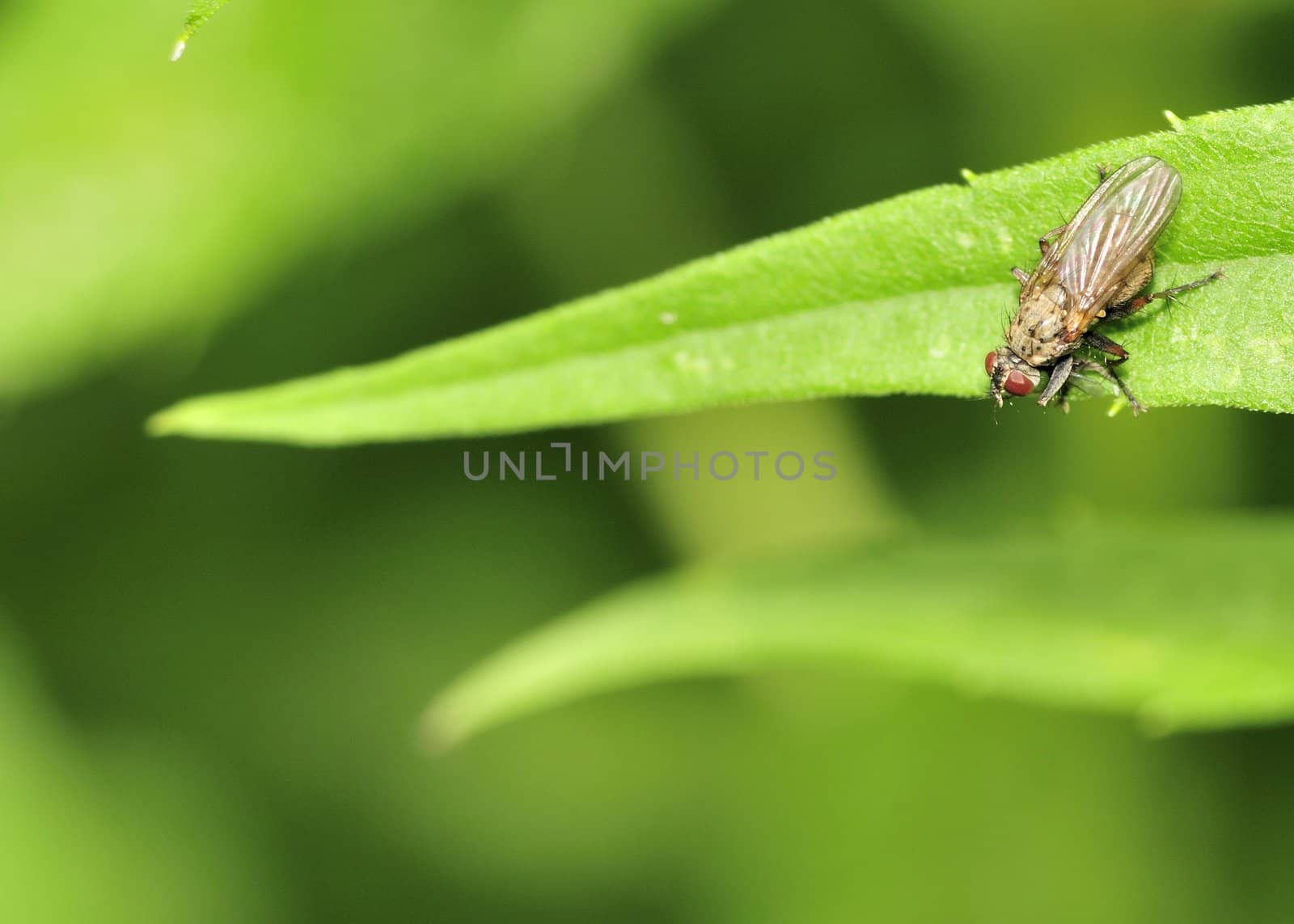 Marsh Fly perched on a plant leaf in a swamp.