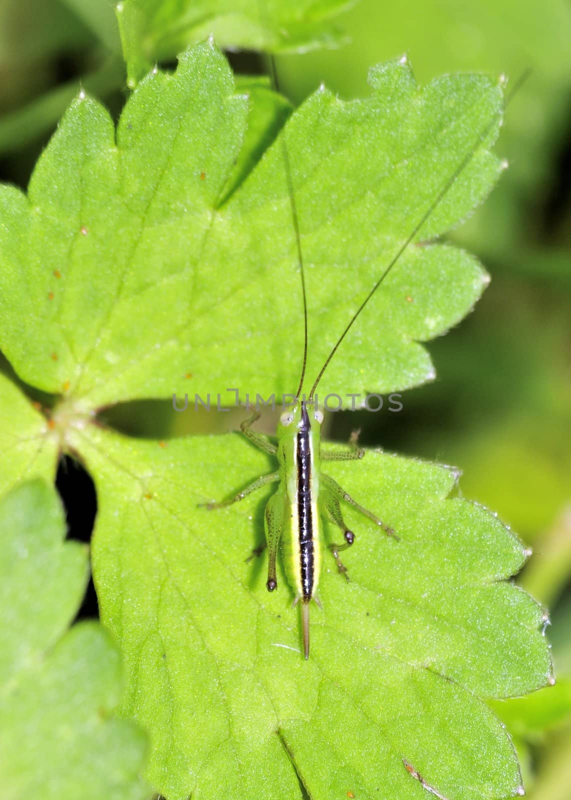 A tree cricket nymph perched on a plant leaf.