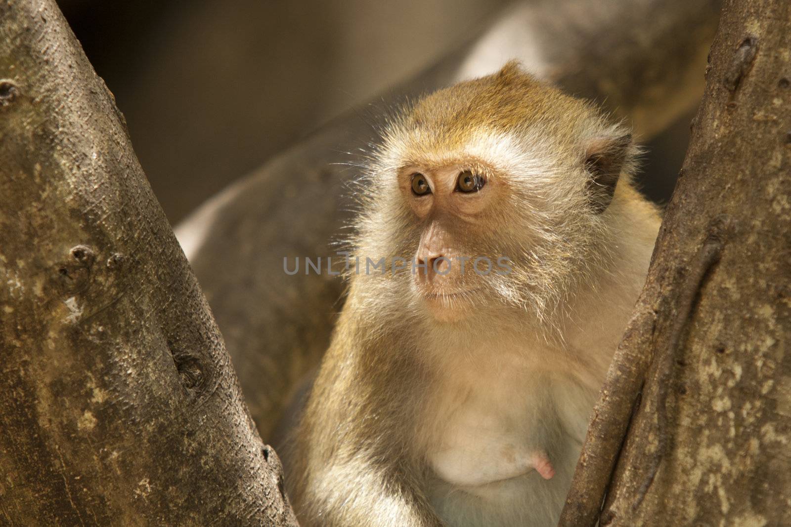 Crab-eating Macaque on Railey Beach, Thailand 