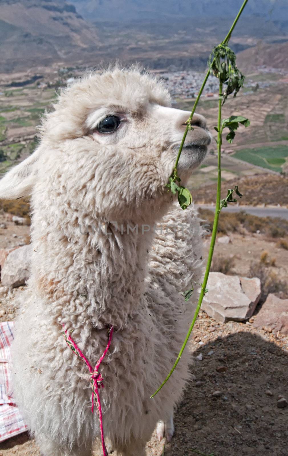 Baby Alpaca in the Colca Canyon, Peru