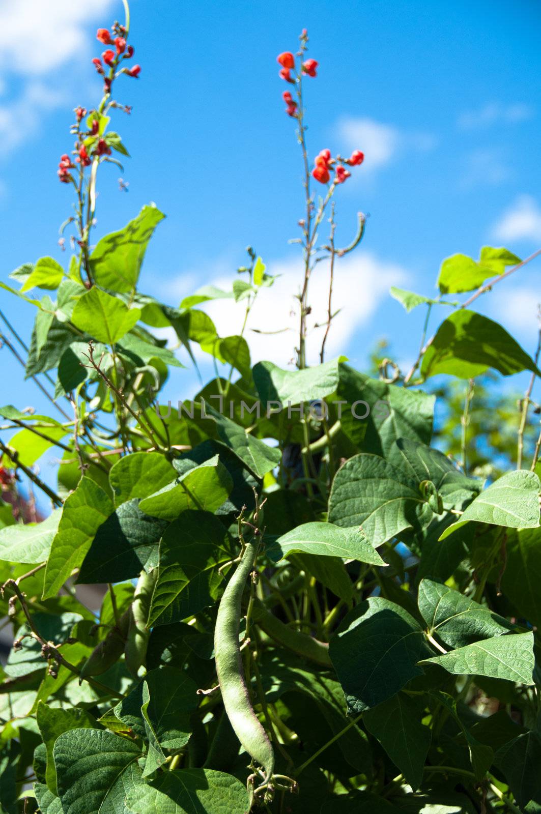 Runner bean with red flowers and reap bean